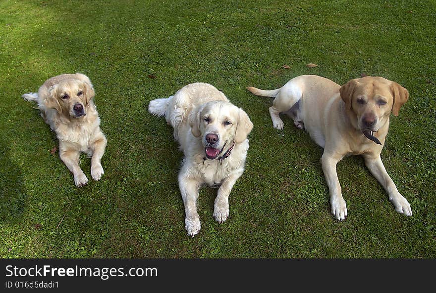 Labrador retriever and gold retrievers. Labrador retriever and gold retrievers