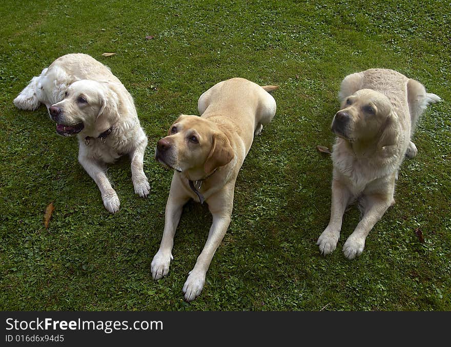 Labrador retriever and gold retrievers. Labrador retriever and gold retrievers