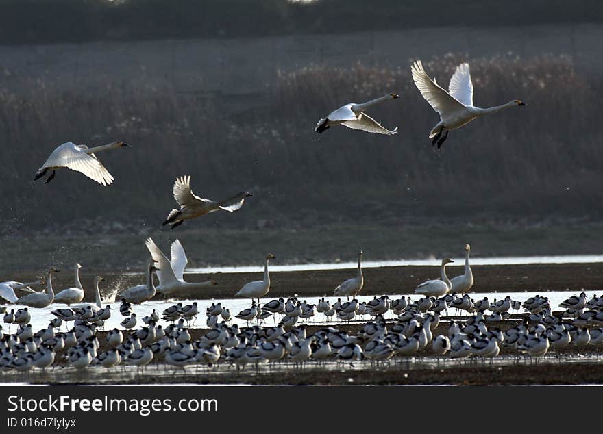 A few swans are flying