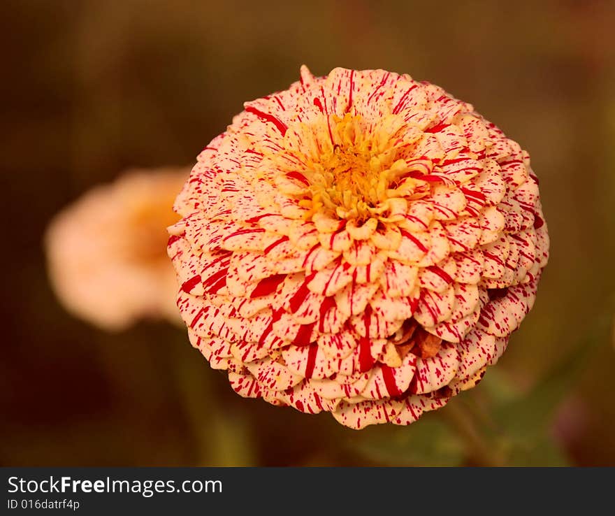 Urchin flower