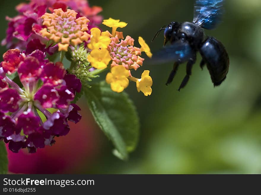 A black bee hovering over a flower in Fort San Pedro, Cebu City, Philippines.