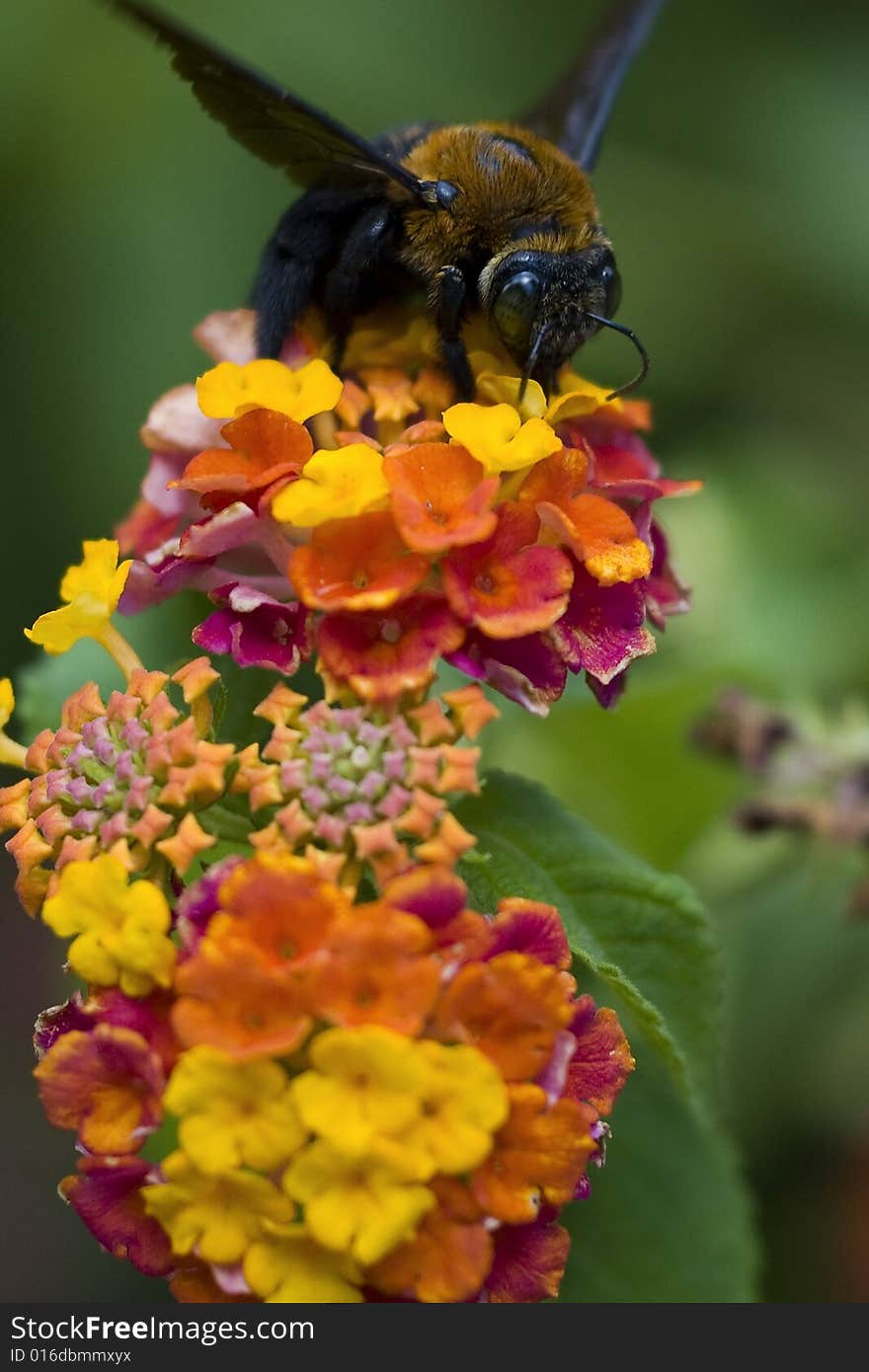 A heavy brown-furred bee working on a flower in Fort San Pedro, Cebu City, Philippines. A heavy brown-furred bee working on a flower in Fort San Pedro, Cebu City, Philippines.