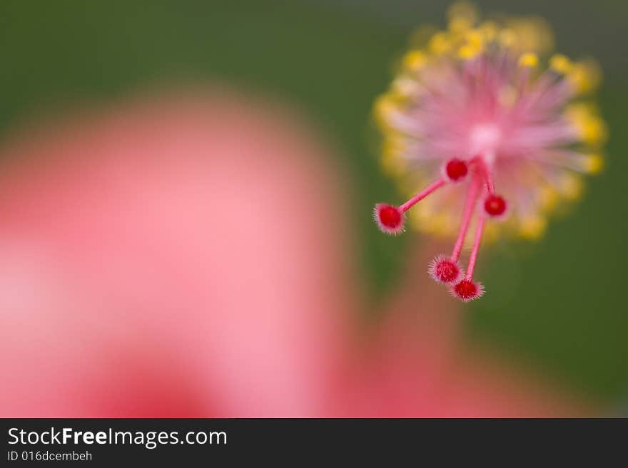 A close up shot of a red Gumamela's anther in Fort San Pedro, Cebu City, Philippines. A close up shot of a red Gumamela's anther in Fort San Pedro, Cebu City, Philippines.