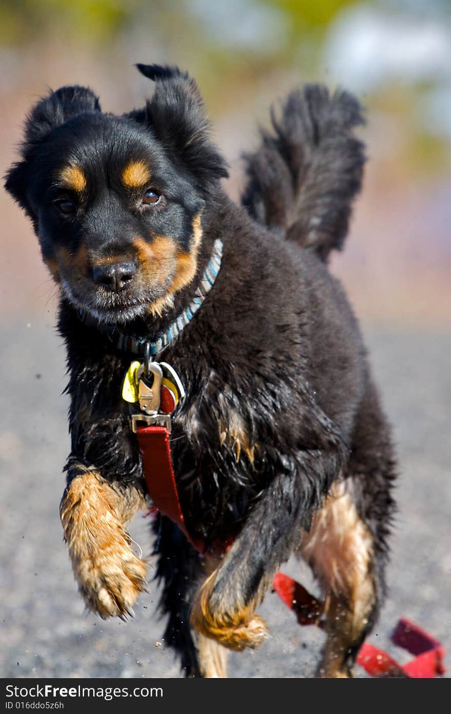 Frolicking Dog