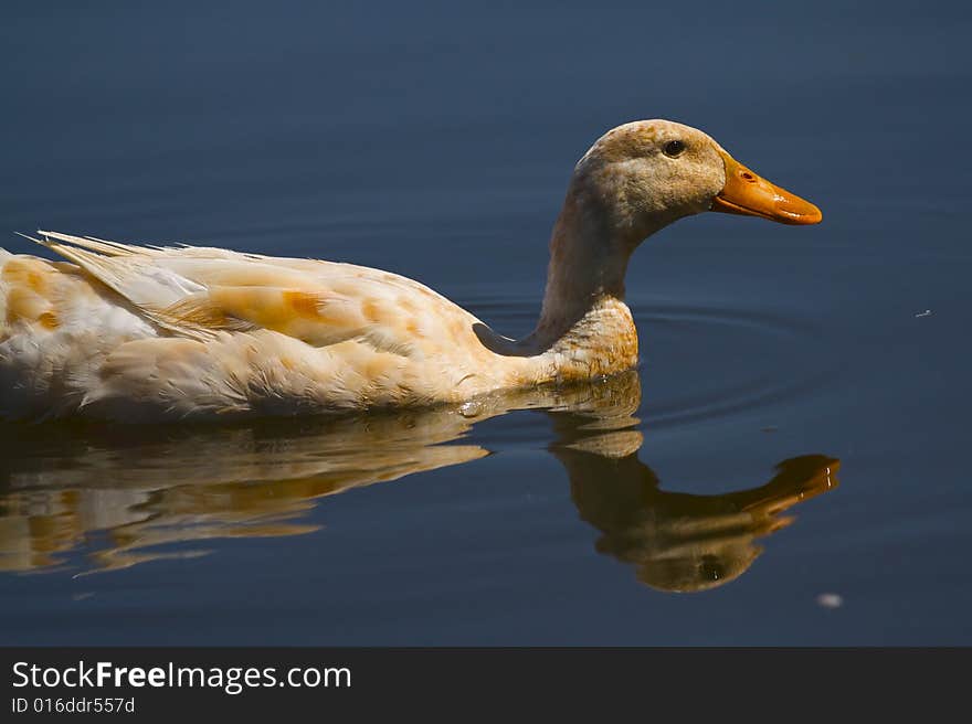 Dappled Duck