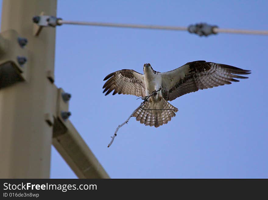 Osprey S Nest