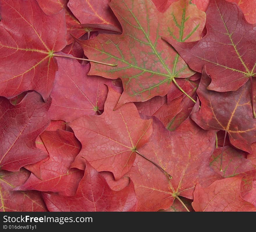 Maple Leaves Background