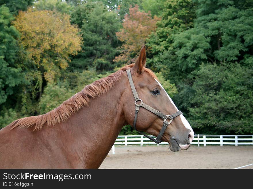 Horse's Portrait on the trees' background