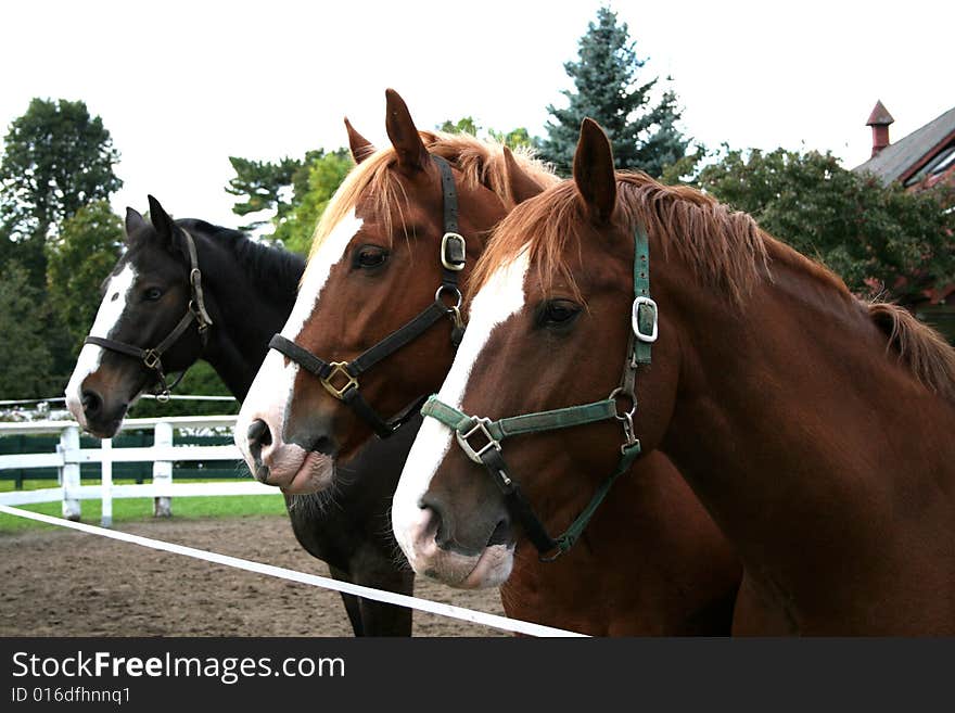 Portrait of three cavalry horses. Portrait of three cavalry horses