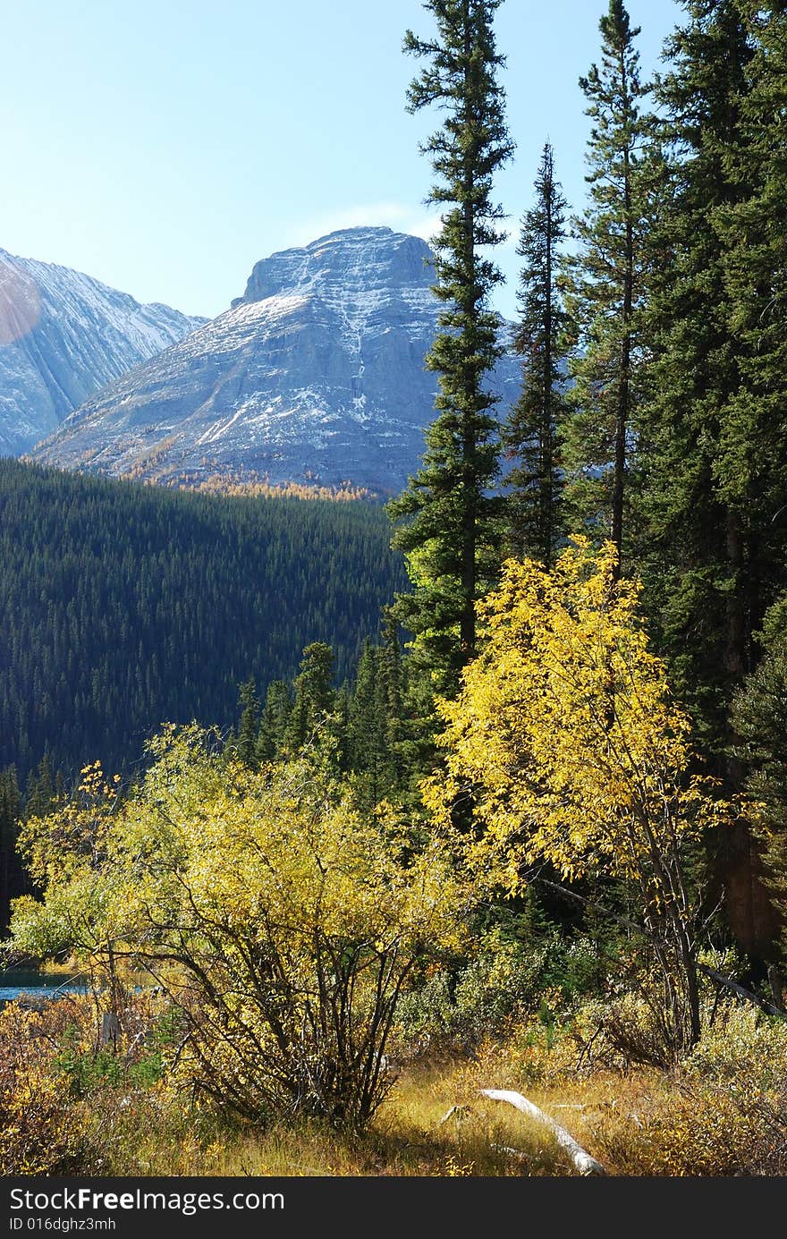 Trees and Mountains in Rockies