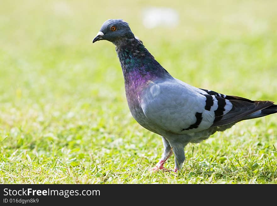 A pigeon in the sunshine outside .