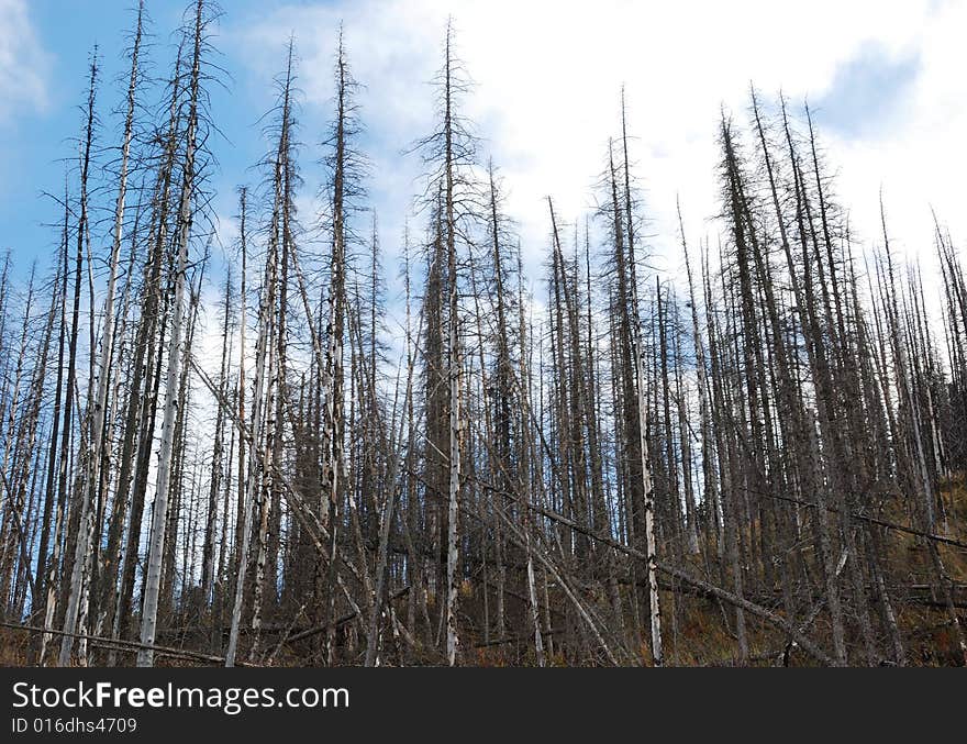 Dead trees seeing from Carthew-Alderson Trail in Waterton National Park Alberta Canada