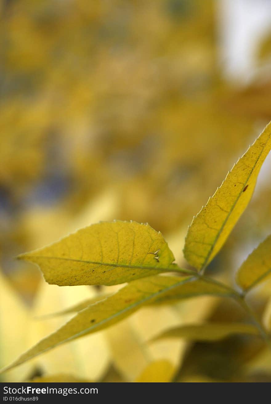 Abstract autumn background with yellow leaves