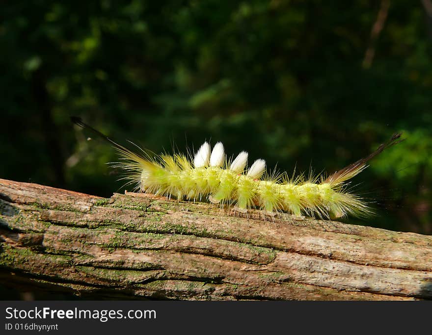 A close-up of the very haired yellow caterpillar on rod. Russian Far East, Primorye. A close-up of the very haired yellow caterpillar on rod. Russian Far East, Primorye.