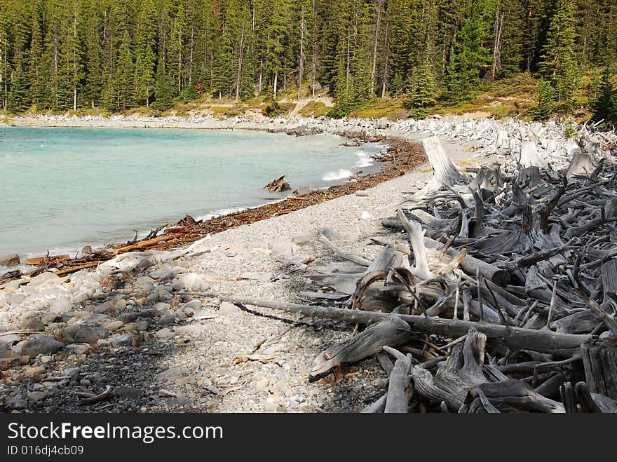 Tree roots on the beach of Upper Lake at Kananaskis Country Alberta Canada. Tree roots on the beach of Upper Lake at Kananaskis Country Alberta Canada