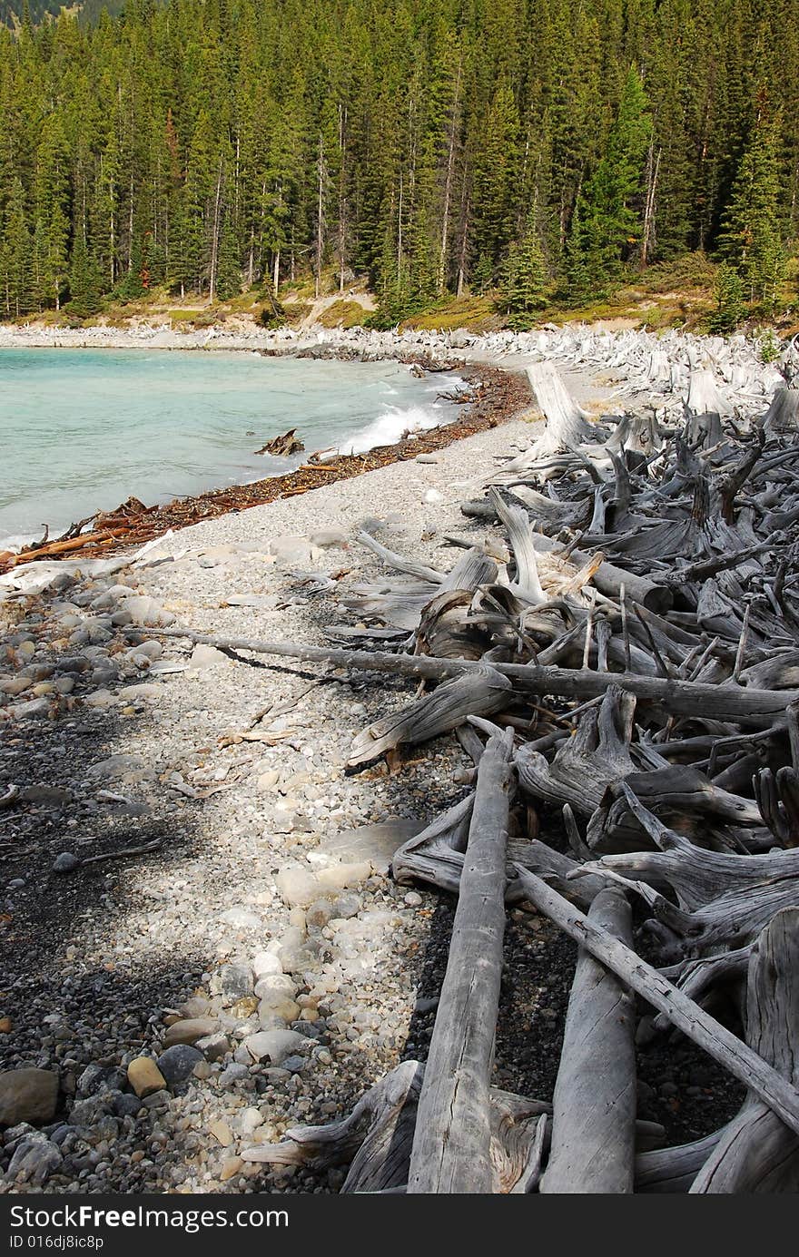 Tree roots on the beach of Upper Lake at Kananaskis Country Alberta Canada. Tree roots on the beach of Upper Lake at Kananaskis Country Alberta Canada