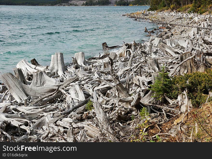 Tree roots on Upper Lake