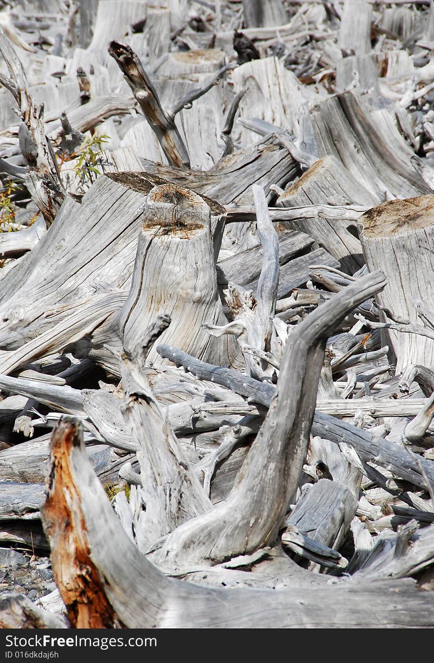 Tree roots on the beach of Upper Lake at Kananaskis Country Alberta Canada