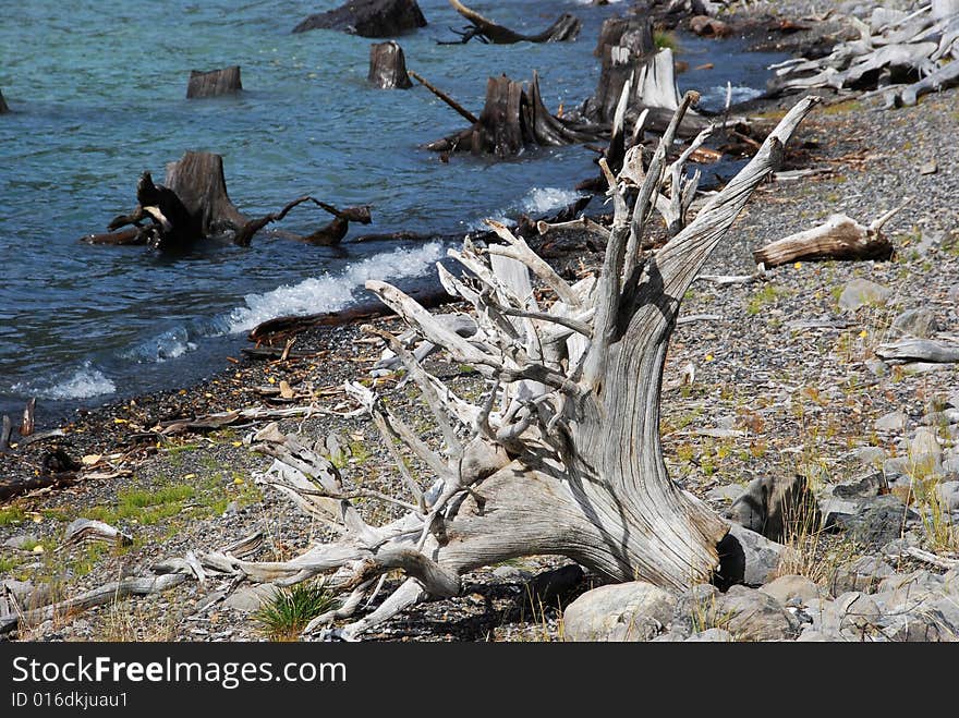 Tree roots on the beach of Upper Lake at Kananaskis Country Alberta Canada