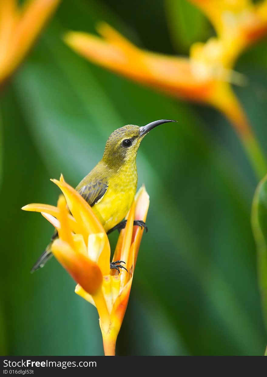 Sunbird Perched on Heliconia