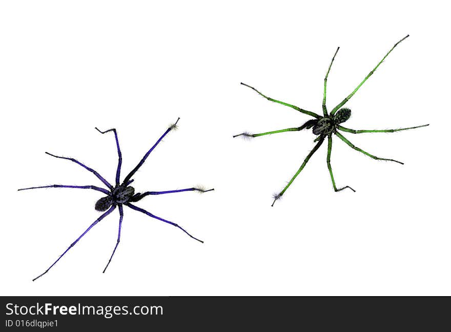 Two spiders on white background. Two spiders on white background