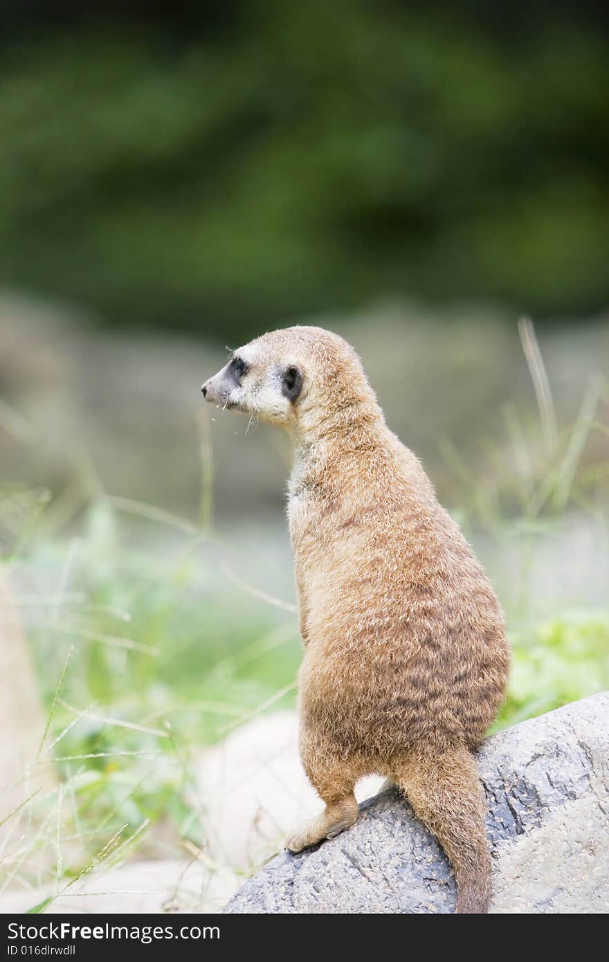 A portrait of the meerkat outside