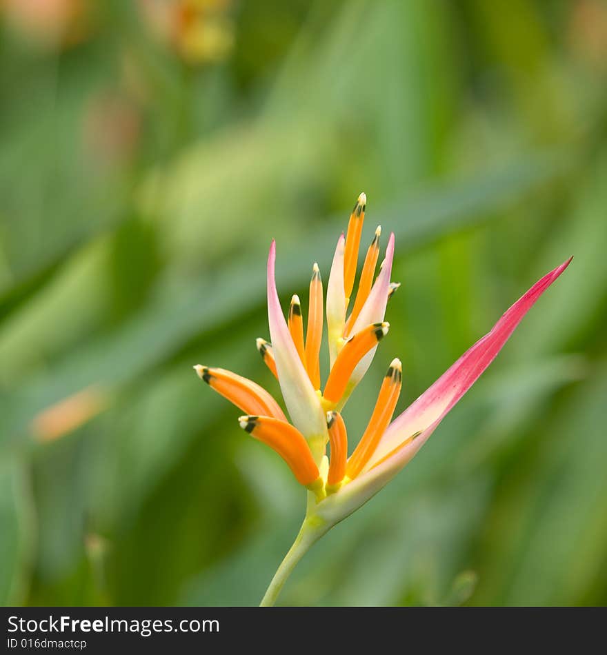 A fresh unblemished bloom of a colorful heliconia flower