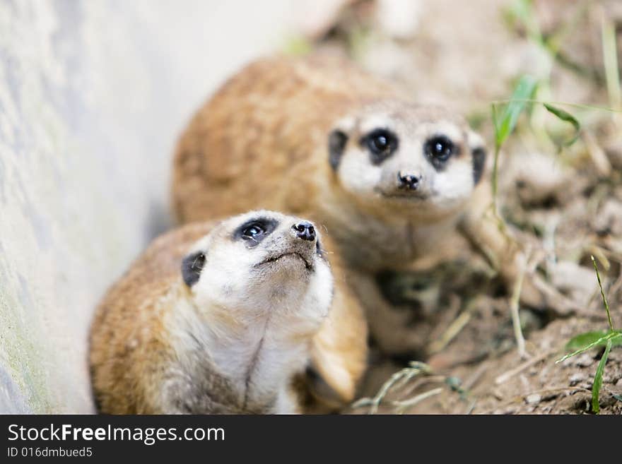 A portrait of the meerkat outside