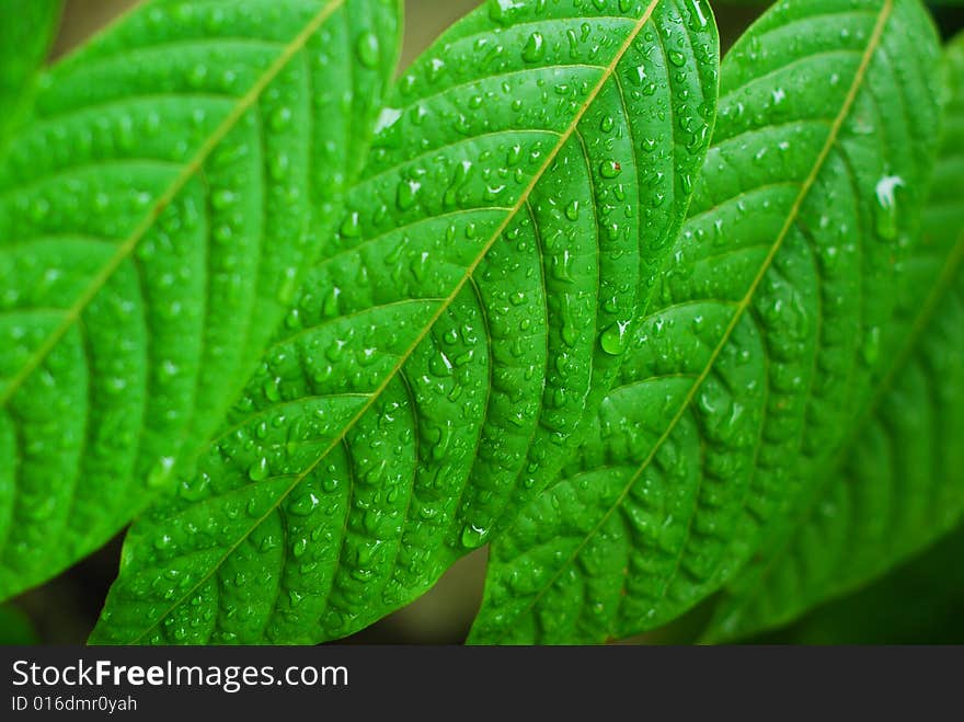 A closeup of leaves with water droplets after the rain. A closeup of leaves with water droplets after the rain