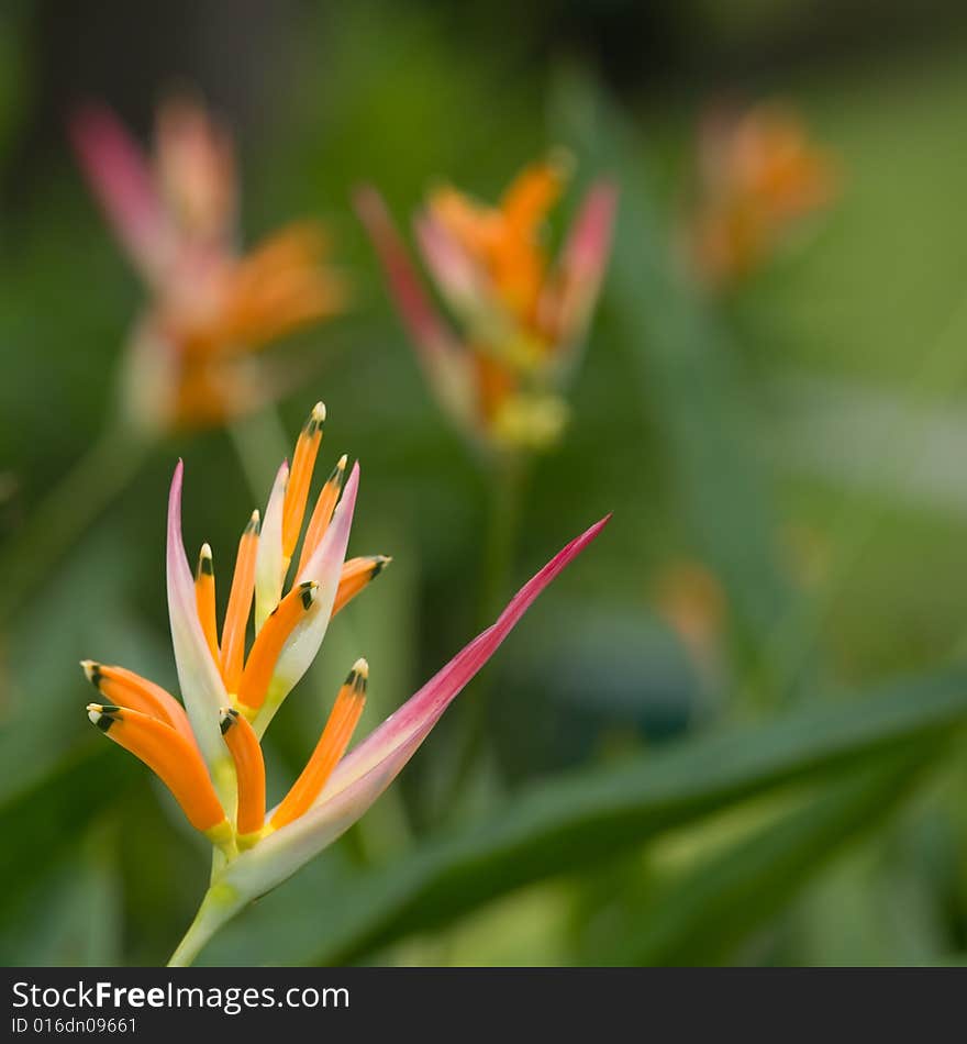 A fresh unblemished bloom of a colorful heliconia flower