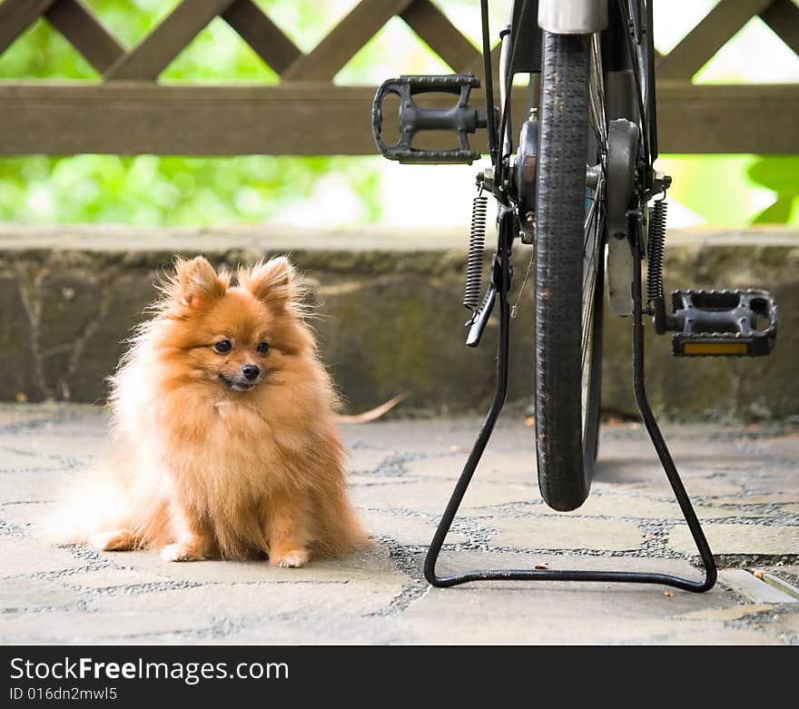 Pomeranian toy dog sitting and watching over its mistress bicycle. Pomeranian toy dog sitting and watching over its mistress bicycle