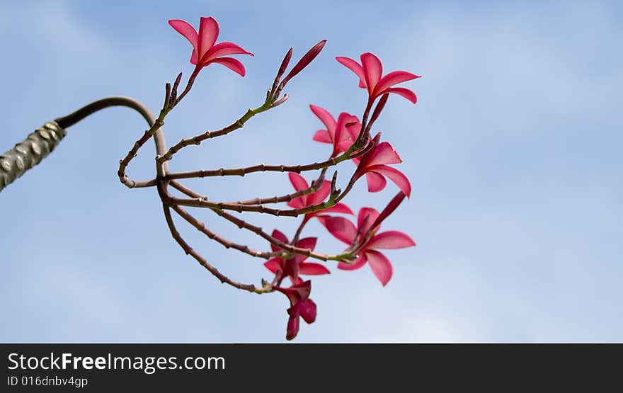 A bloom of red frangipanis against a blue sky