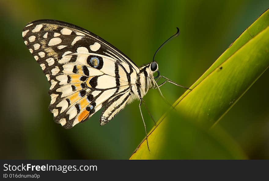 Lime Butterfly (Papilio demoleus malayanus) resting on the leaf of a heliconia at mid day