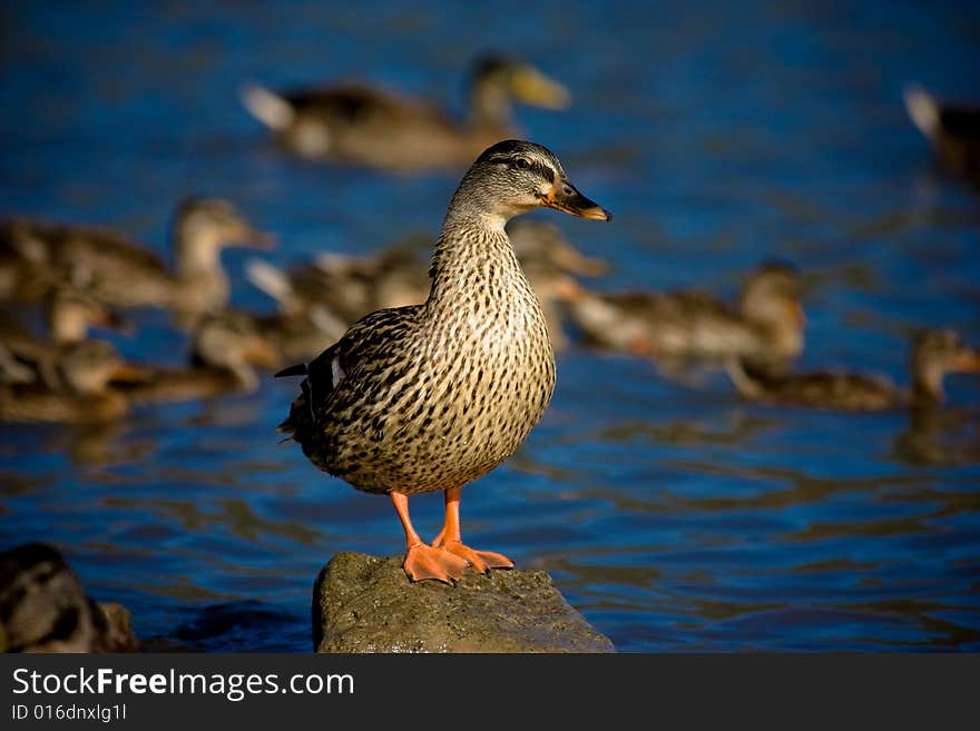 Wild Duck Staying On Rocks