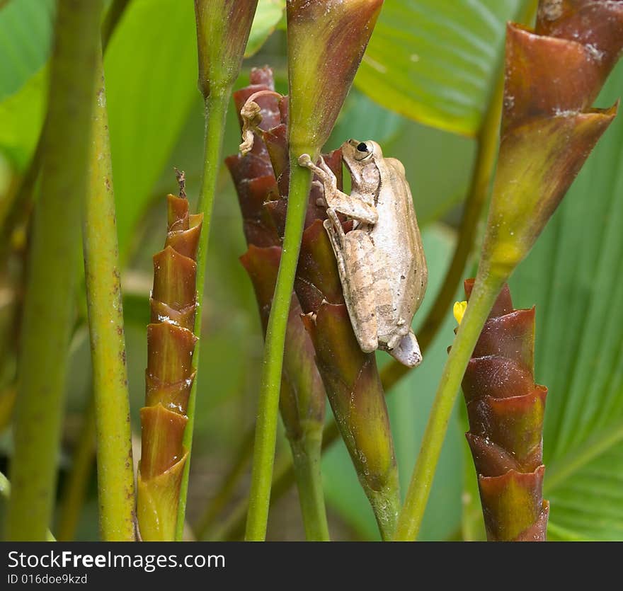 Frog On Flower