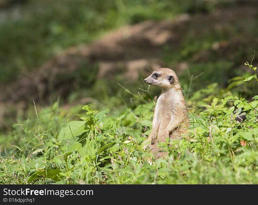 A portrait of the meerkat outside