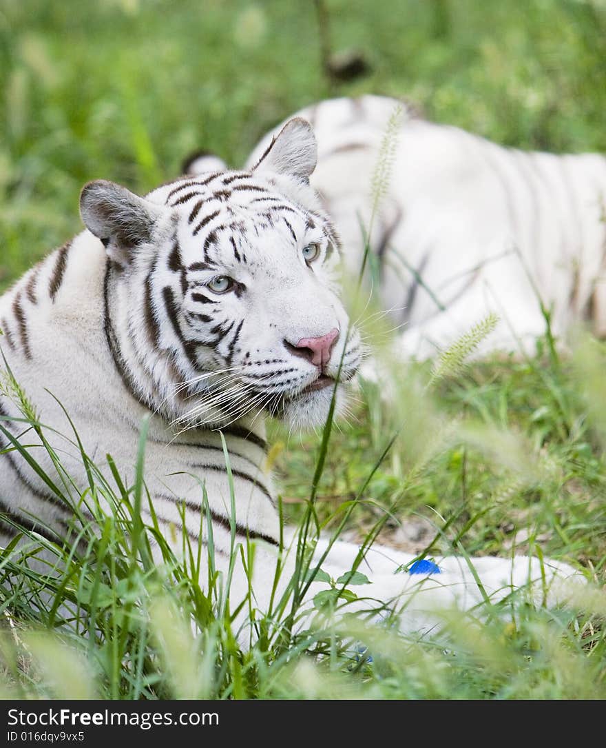 The white tiger in the grasses .