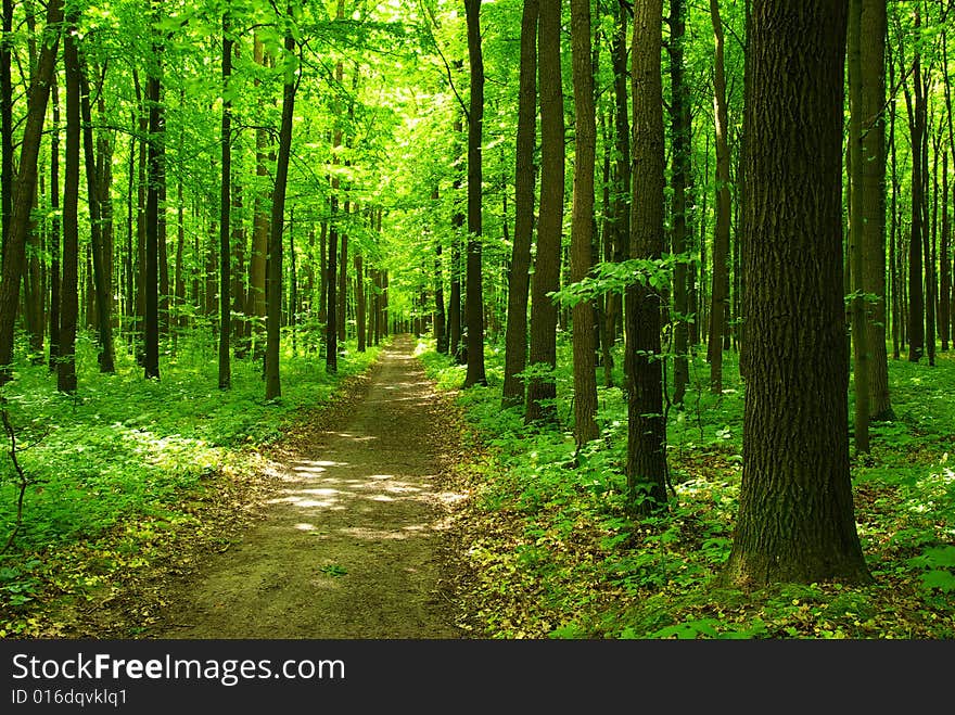 A path is in the green forest