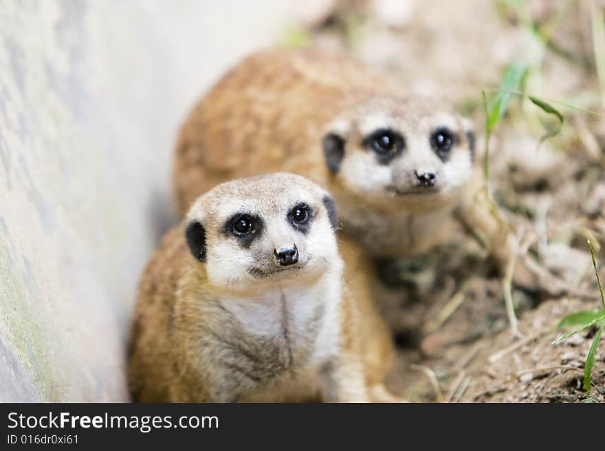 A portrait of the meerkat outside