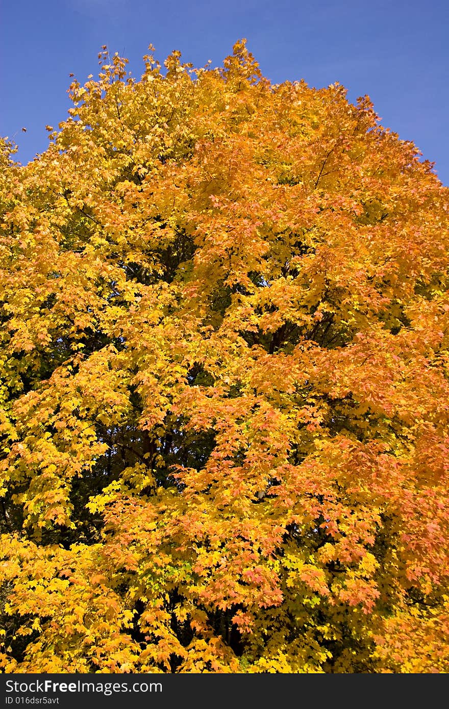 Autumn tree with blue sky. Autumn tree with blue sky.