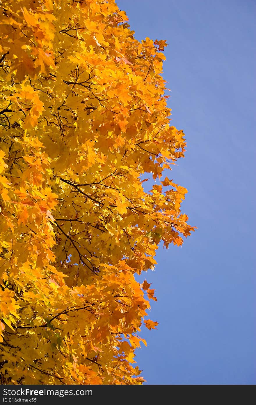 Autumn tree with blue sky. Autumn tree with blue sky.