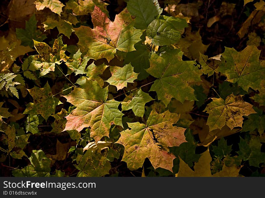 Maple young growth in autumn forest