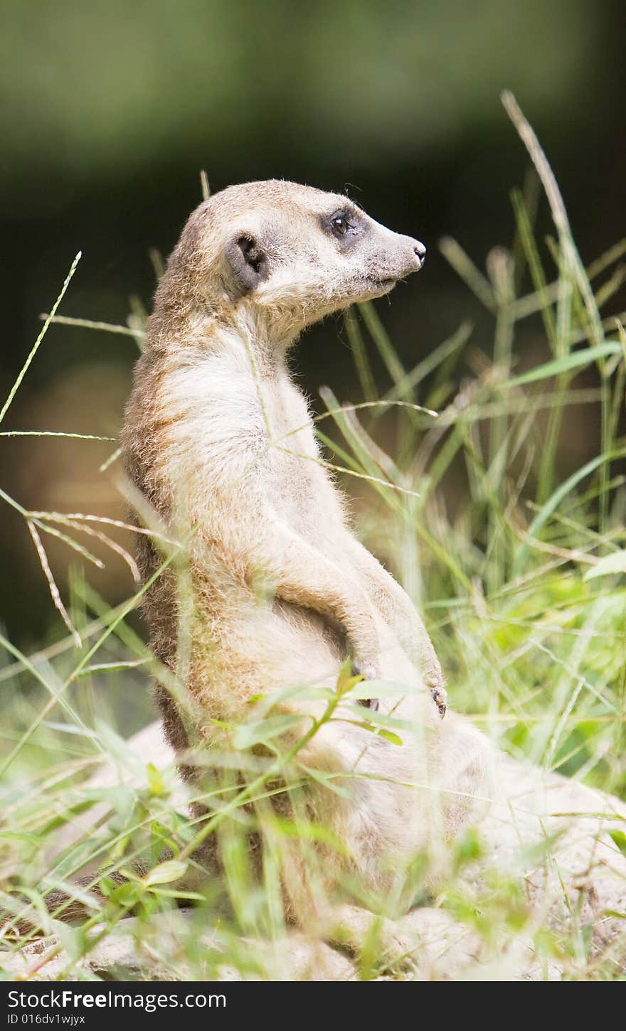 A portrait of the meerkat outside