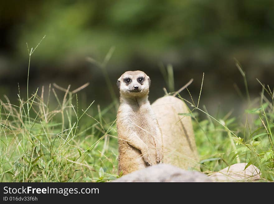 A portrait of the meerkat outside