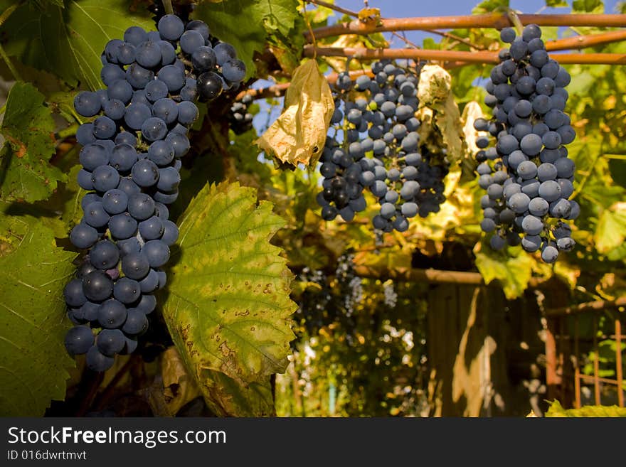 Grape clusters hanging on a vineyard branch. Grape clusters hanging on a vineyard branch