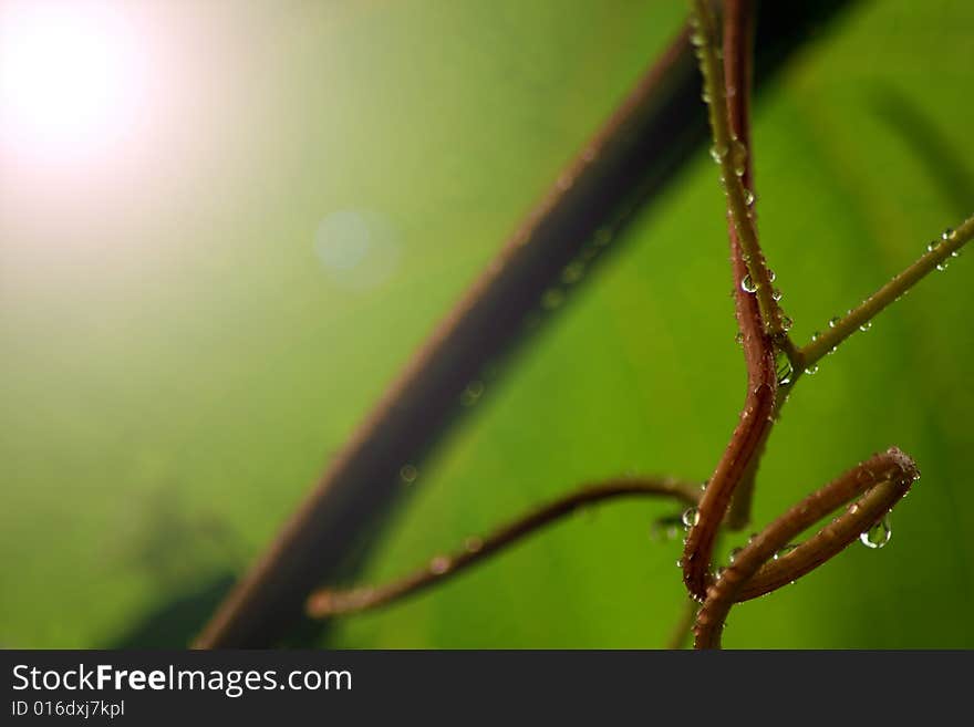 Wet Plant