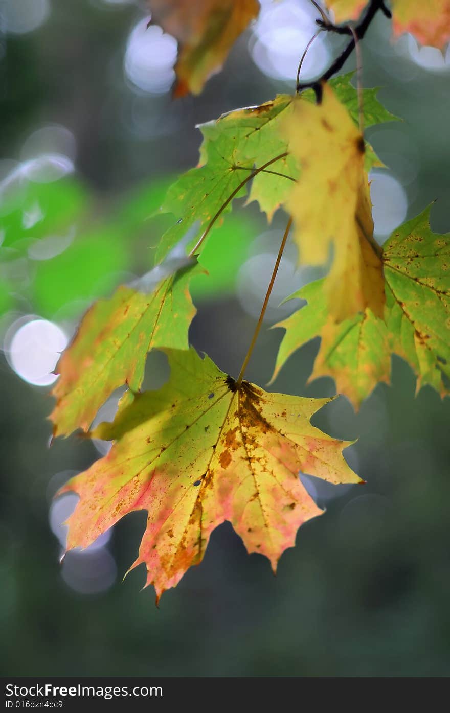 Closeup view of autumn leafs