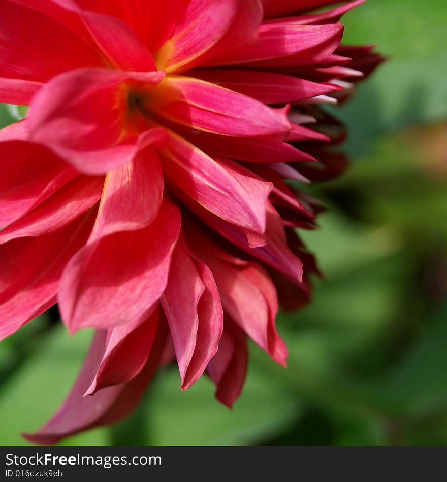 Dahlia