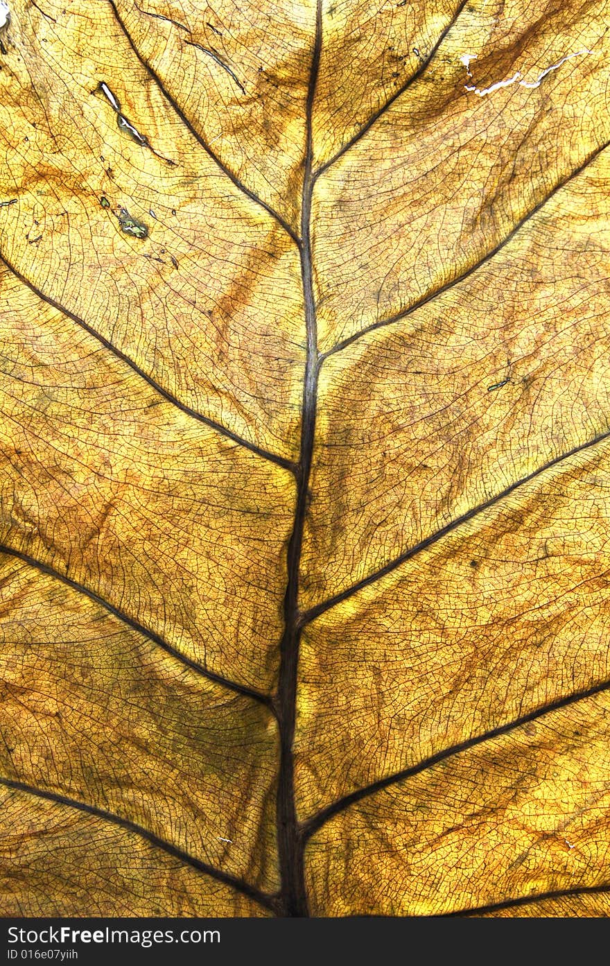 Old dry autumn leaf closeup