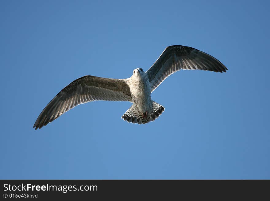 Eagull flying over water in the light of heaven. Eagull flying over water in the light of heaven